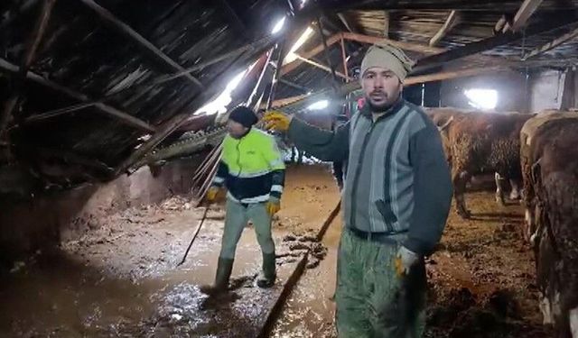 Ahırın çatısı yağan karın ağırlığını taşıyamadı, hayvanlar komşuların yardımıyla kurtarıldı