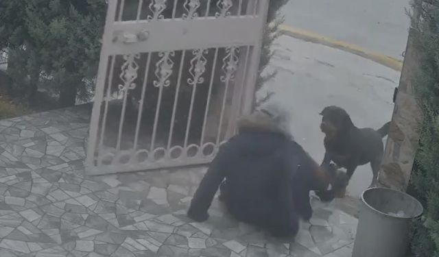 Ankara'da sahipsiz köpeklerin saldırısına uğrayan kadın komşusunun müdahalesiyle kurtuldu