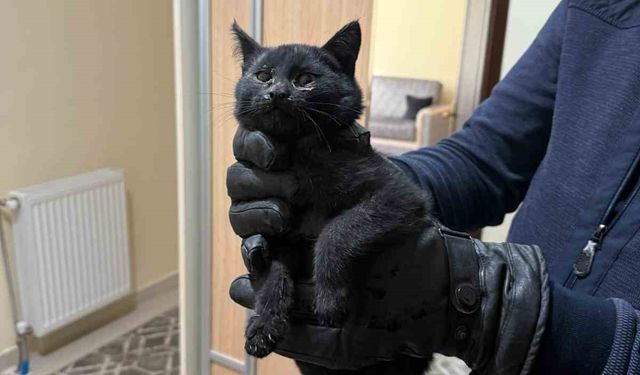 Bacaya giren kedi itfaiyenin 6 saatlik operasyonuyla kurtarıldı