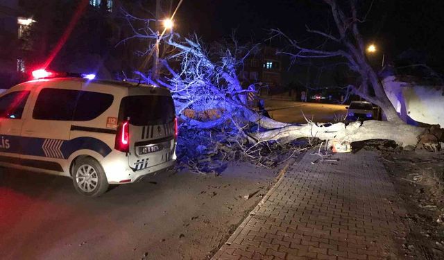 Ereğli'de şiddetli rüzgar ağaçları devirdi, çatıları uçurdu