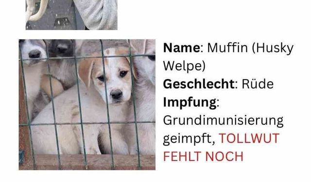 Hayvan severlerden, hayvan kaçakçılığı iddiası