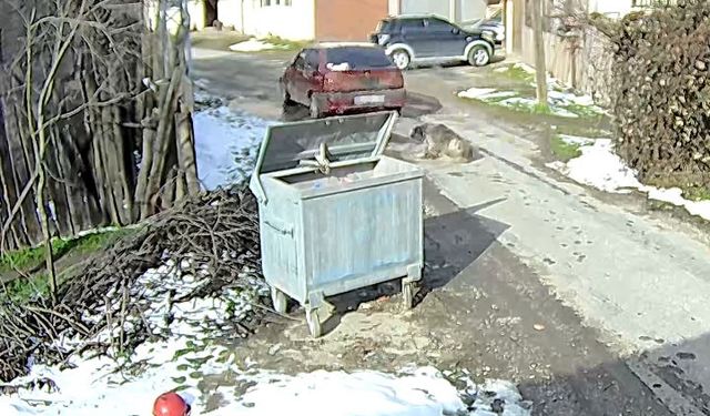 Köpeği ezen sürücü yakalandı