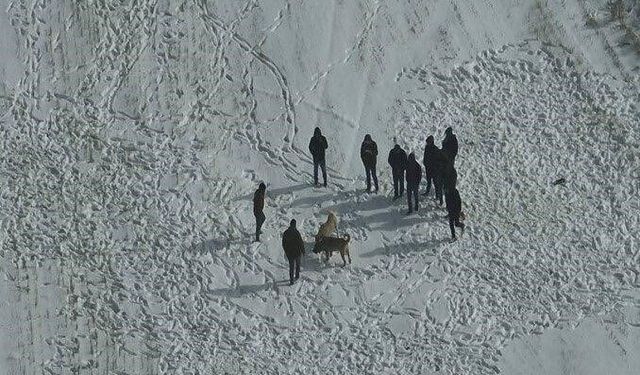 Nevşehir'de köpek dövüşüne jandarma baskını