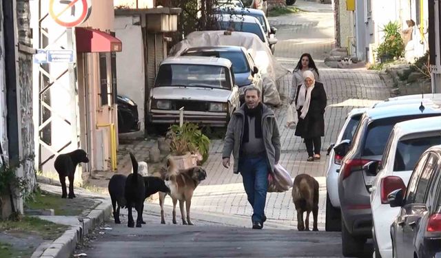 Sürü halindeki başıboş köpekler ekipleri görünce kaçtı