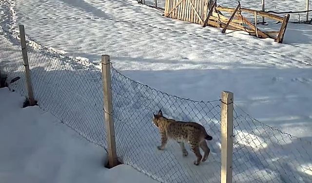 Evrenköy’de Vaşak ve Kurt Sürüsü Kameralara Yansıdı
