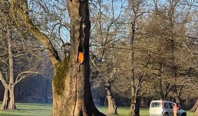 Ağaç kovuğunda yangın çıkarıldı