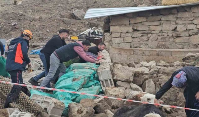 Aksaray'da yağmur ve rüzgardan ahır hayvanların üzerine çöktü