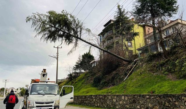 Ordu'da çam ağacı yüksek gerilim hattına devrildi