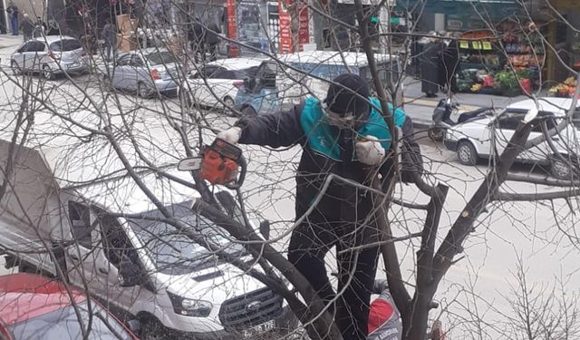 Tokat’ın cadde ve sokaklarında ağaçlar budanıyor