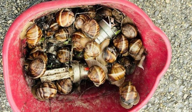 Bolu'da kaçak toplanan 16 kilogram salyangoz ele geçirildi