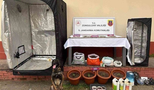 Zonguldak'ta jandarmanın uyuşturucu operasyonunda 2 şüpheli tutuklandı