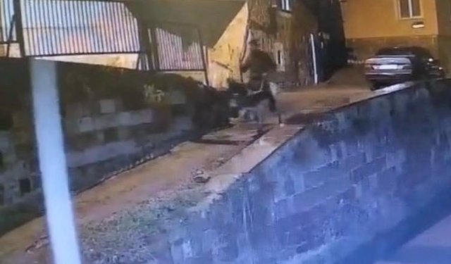 Altınları çalıp eşekle kaçan sanığa 9 yıl 7 ay hapis cezası