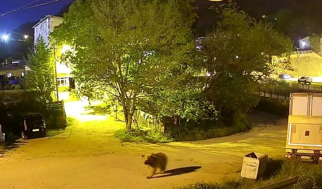 Gümüşhane'de şehir merkezinde yiyecek arayan ayı kamerada