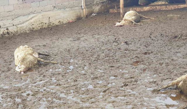 Polatlı'da kurt saldırısı: 15 koyun telef oldu