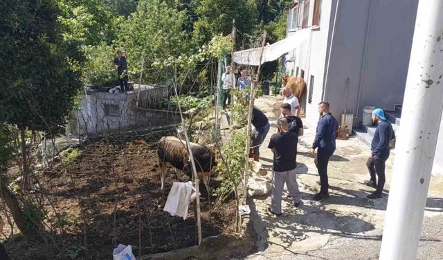 Rize'de kaçan kurbanlık sahiplerine zor anlar yaşattı