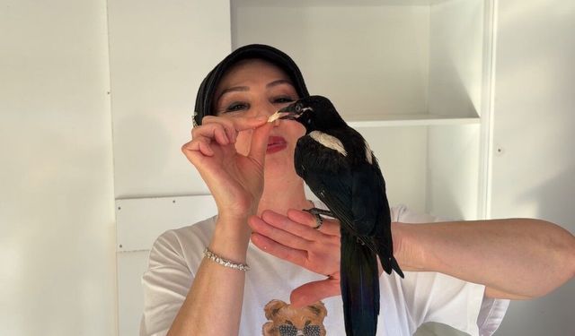 Turhal’da Yuvadan Düşen Saksağan Dükkanın Maskotu Oldu