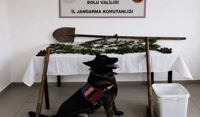 Bolu'da kenevir bahçesi oluşturan şüpheli tutuklandı
