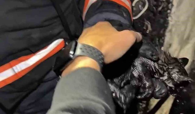 Yangında mahsur kalan kedileri itfaiye ekipleri kurtardı