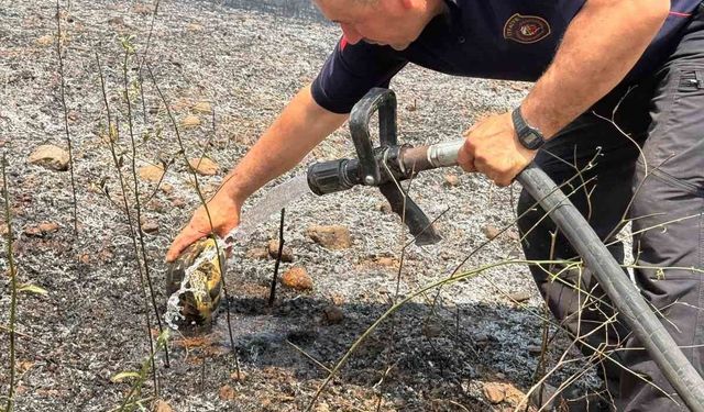 Yangının ortasında kalan kaplumbağayı suyla serinlettiler