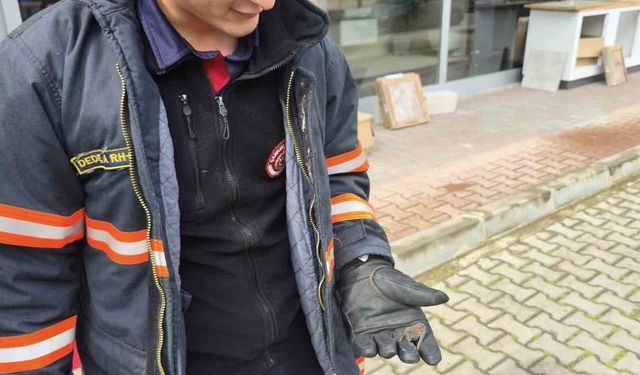 Yaralı yarasa koruma altına alındı