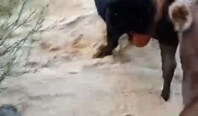 Yusufeli'nde taşan dereden geçen büyükbaş hayvanlar kamerada