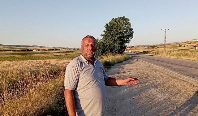 Yeşilyurt’ta Binlerce Kurbağa Yollara Döküldü