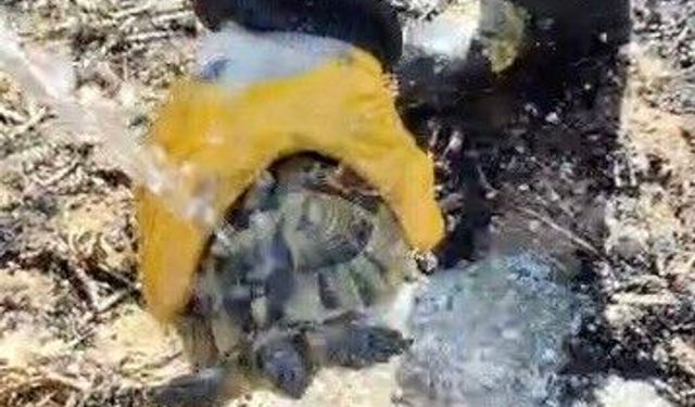 Alevler arasında kalan kaplumbağayı itfaiye ekipleri suyla serinletti
