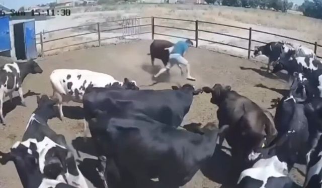 Boğanın saldırdığı besici büyük tehlike atlattı, o anlar kamerada