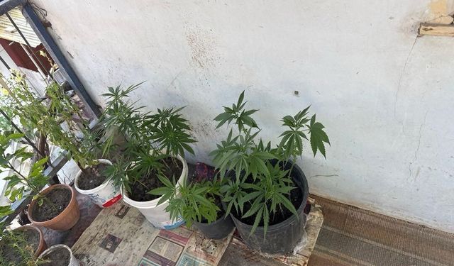 Çorum'da operasyon düzenlenen evden 21 kök kenevir çıktı: 1 gözaltı