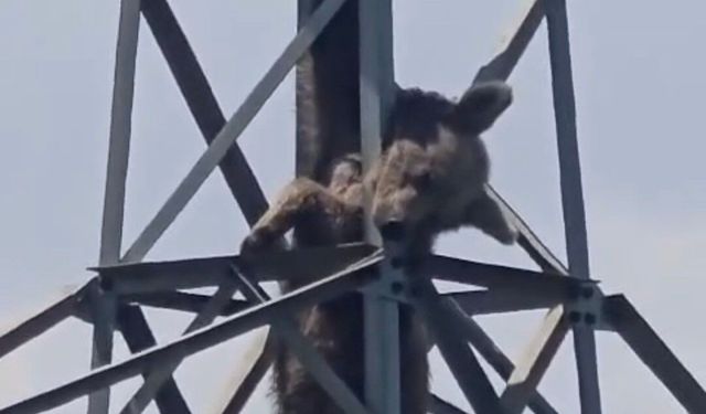 Elektrik direğine tırmanan ayı telef oldu