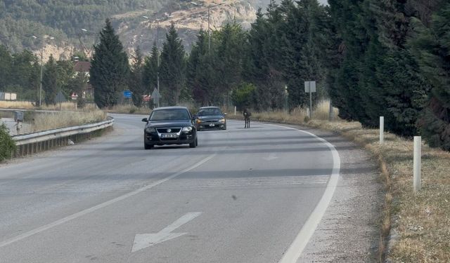 Kara yoluna çıkan eşek trafiği tehlikeye düşürdü