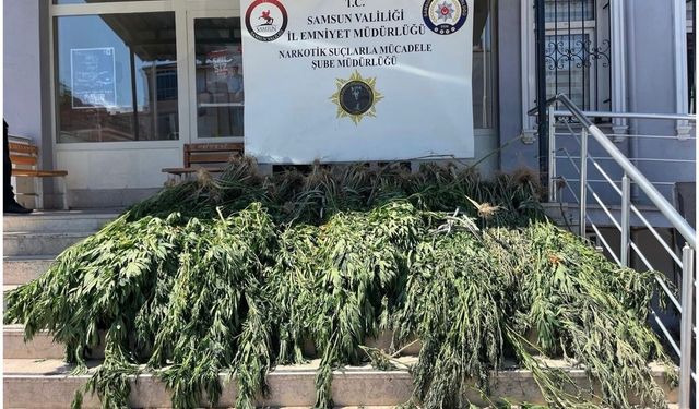 Samsun'da uyuşturucu operasyonu: Hasat edilmeye hazır 782 kök kenevir ele geçirildi