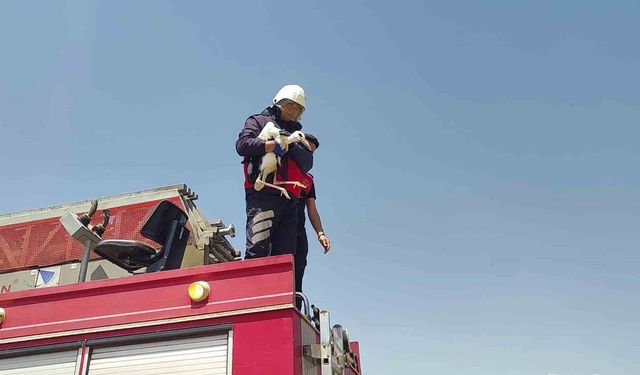 Sivas'ta sıcaktan baygınlık geçiren leyleğin imdadına itfaiye ekipleri koştu
