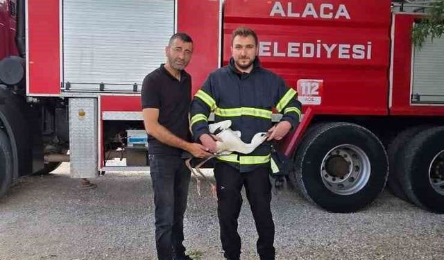 Yuvasında mahsur kalan leyleği itfaiye kurtardı