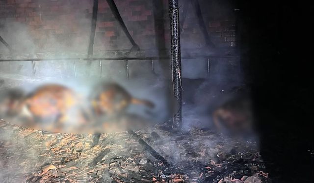 Tokat’ta Alevler Geceyi Aydınlattı! 7 Büyükbaş Hayvan Telef Oldu