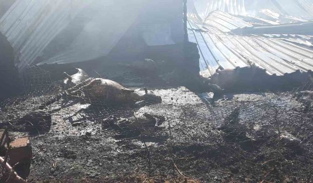Çukurkuyu'da çıkan çiftlik yangınında 250 küçükbaş hayvan telef oldu