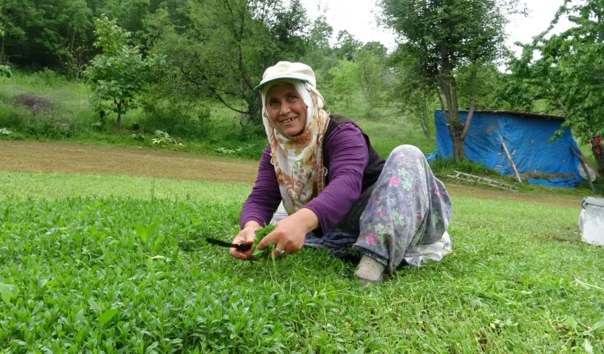 MADIMAK BU YIL SEVENLERİNİN YÜZÜNÜ GÜLDÜRECEK