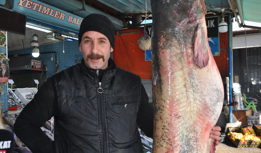Tokat'ta 2,5 Metrelik Dev Yayın Balığı Tezgâhta Sergilendi!