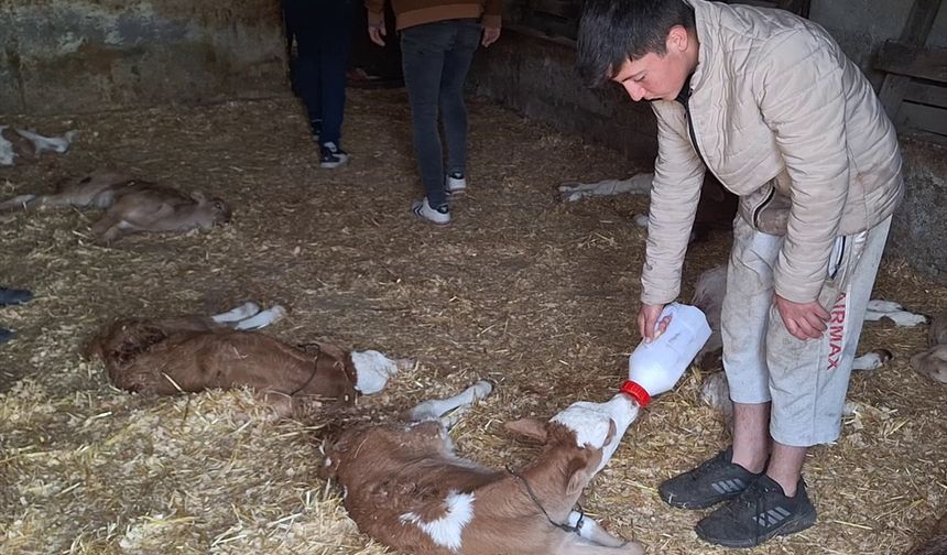 Samsun'da ahırdaki 12 buzağı ile 1 oğlak saldırgan hayvanlarca öldürüldü