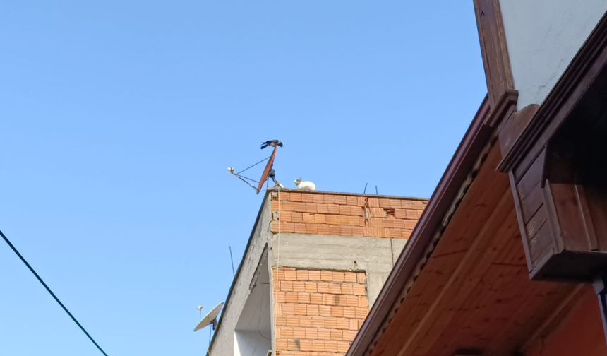 Amasya'da karganın çatıdaki kediye zor anlar yaşatması kameraya yansıdı