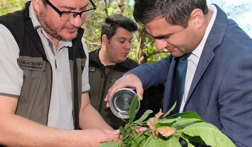 Bozkurt ilçesinde kestane ormanlarına "Torymus sinensis" böceği salındı