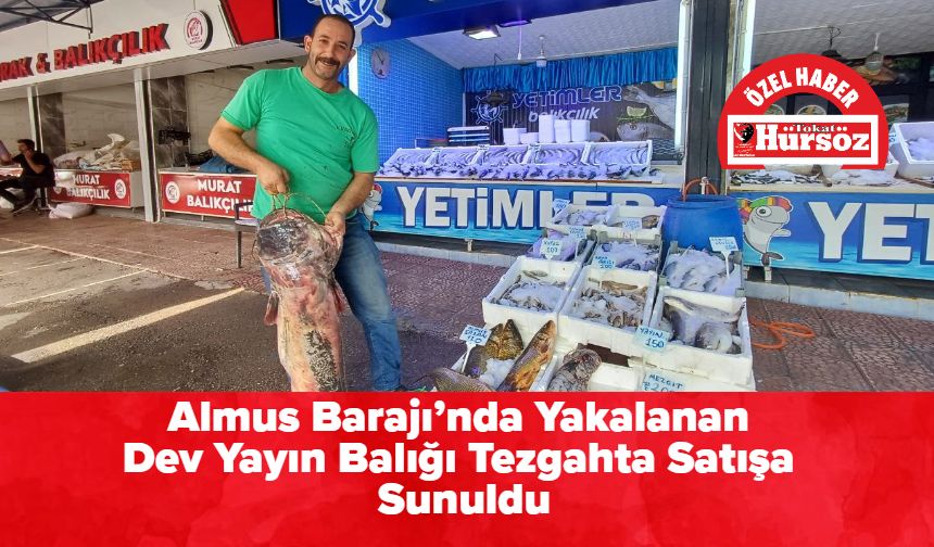 Almus Barajı’nda Yakalanan Dev Yayın Balığı Tezgahta Satışa Sunuldu