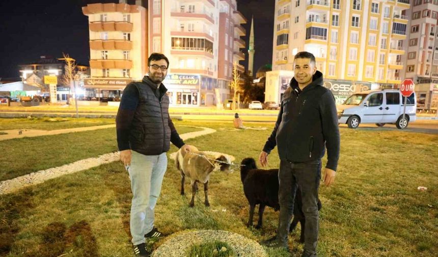 Kamyonetten yola düşen "Mor Karaman" ırkı koyunlar kaderine terk edildi