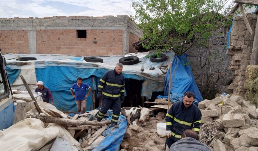Merzifon’da ahır çöktü, 2 büyükbaş hayvan kurtarıldı