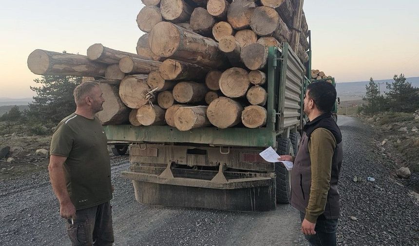 Kaçak ağaç kıyımına ağır ceza