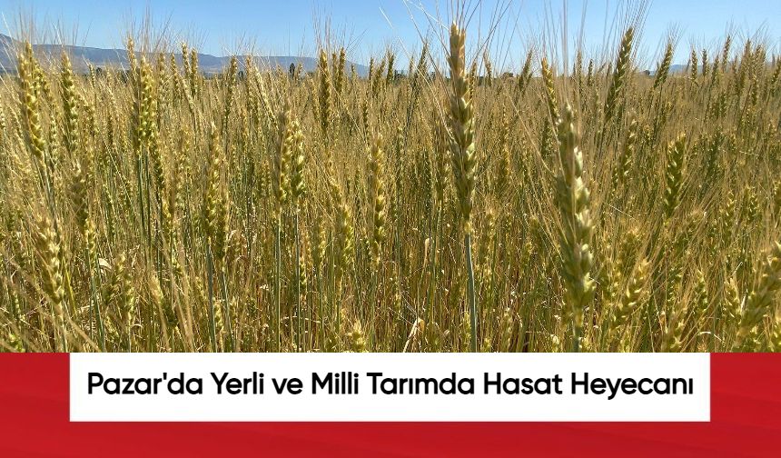 Pazar'da Yerli ve Milli Tarımda Hasat Heyecanı