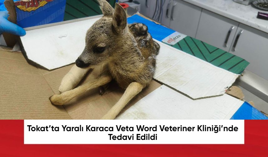 Tokat’ta Yaralı Karaca Veta Word Veteriner Kliniği’nde Tedavi Edildi