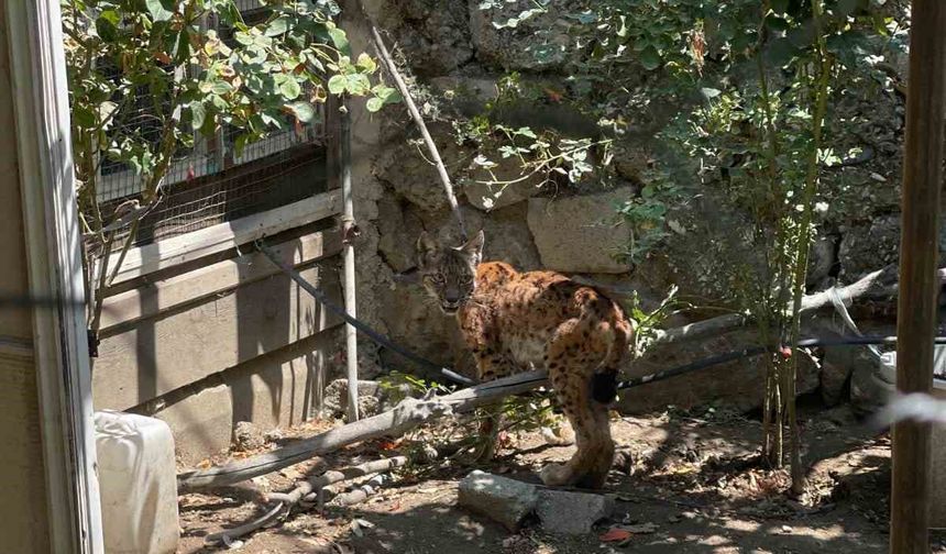 Evin bahçesine giren vaşak paniğe yol açtı