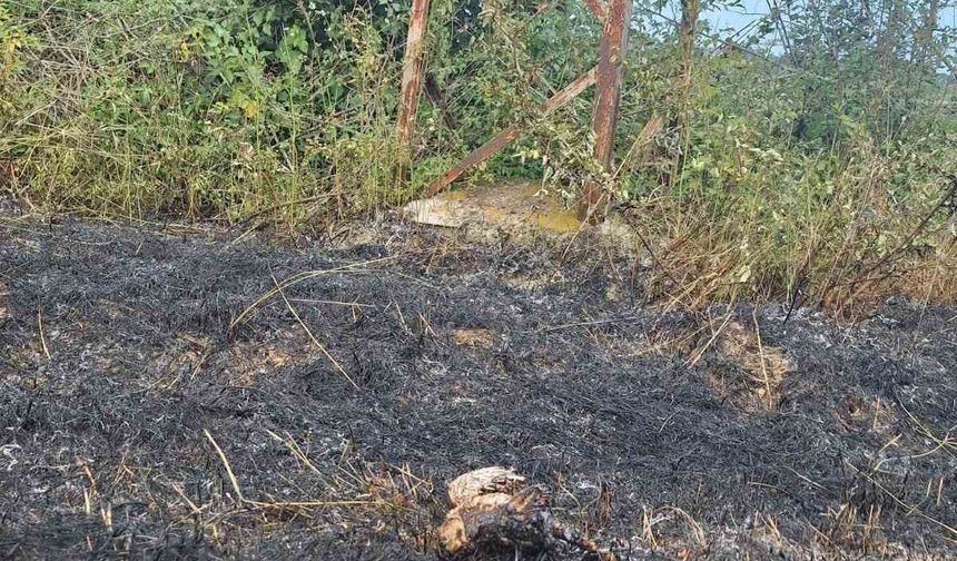 Sinop’ta yüksek gerilim hattına konan kuş yangına neden oldu