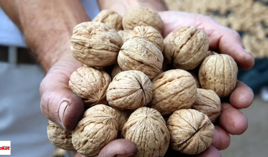 Niksar'da Ceviz Verimi %50 Düştü